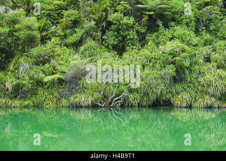 Pororari River, Paparoa National Park, West Coast, Südinsel, Neuseeland Stockfoto