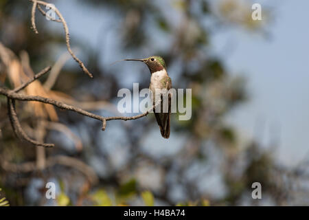 Männliche breit-tailed Kolibri, (Selasphorus Platycercus), Bosque del Apache National Wildlife Refuge, New Mexico, USA. Stockfoto