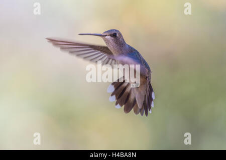 Weiblicher schwarzer-chinned Kolibri, (Archilochos Alexander), bei einem Feeder.  Bosque del Apache National Wildlife Refuge, New Mexico. Stockfoto