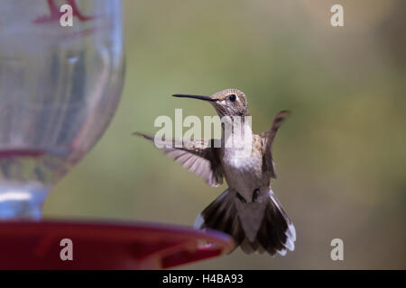 Weiblicher schwarzer-chinned Kolibri, (Archilochos Alexander), bei einem Feeder.  Bosque del Apache National Wildlife Refuge, New Mexico. Stockfoto