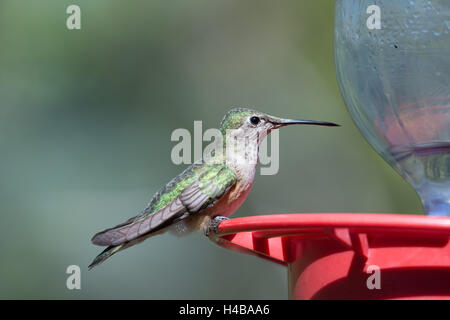 Weiblicher schwarzer-chinned Kolibri, (Archilochos Alexander), bei einem Feeder.  Bosque del Apache National Wildlife Refuge, New Mexico. Stockfoto