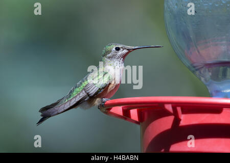 Weiblicher schwarzer-chinned Kolibri, (Archilochos Alexander), bei einem Feeder.  Bosque del Apache National Wildlife Refuge, New Mexico. Stockfoto