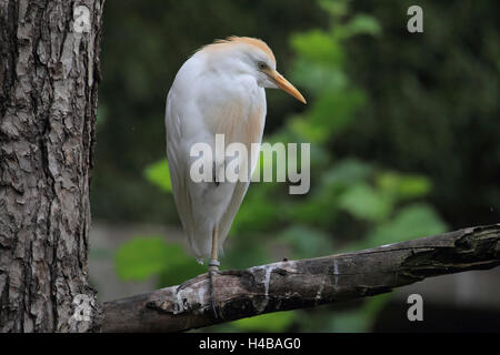 Kuhreiher, Bubulcus Ibis oder Ardeola ibis Stockfoto