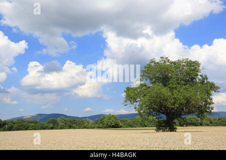 Walnuss Baum Juglans regia Stockfoto