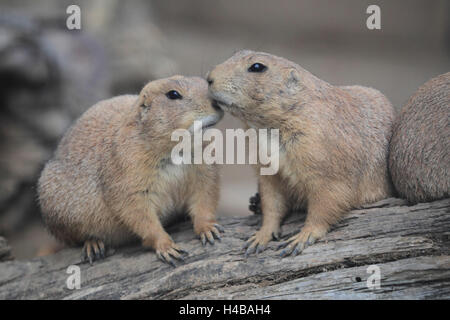 Schwarz-angebundene Graslandhunde, Schwarzschwanz-sich Stockfoto