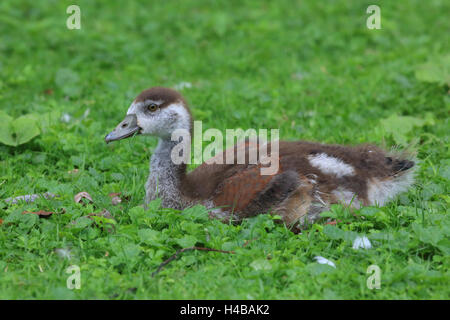 Nilgans, Jungtier, Alopochen aegyptiacus Stockfoto