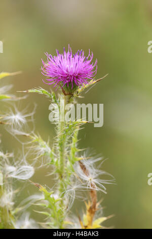 Spiny plumeless Thistle, Blütenstandsboden acanthoides Stockfoto