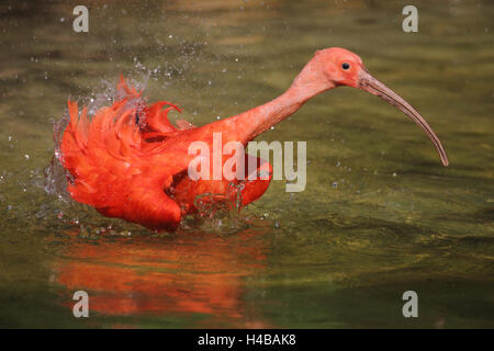 Scarlet Ibis nehmen ein Bad, Eudocimus ruber Stockfoto