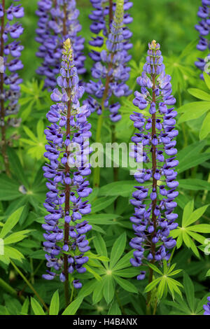 Großer-blättrig Lupine, Lupinus polyphyllus Stockfoto