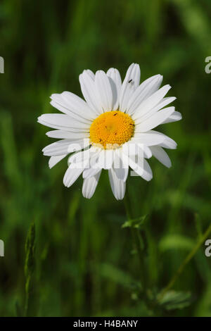 Oxeye Daisy, Chrysanthemum leucanthemum Stockfoto