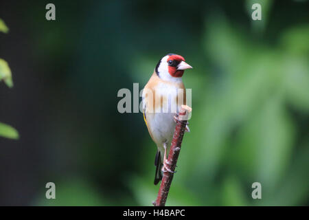 Stieglitz hocken auf einem Ast, Zuchtjahr Zuchtjahr Stockfoto