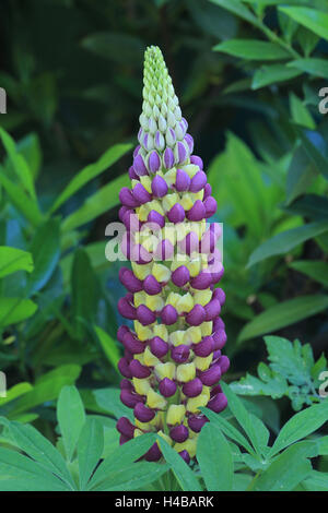 Großer-blättrig Lupine, Lupinus polyphyllus Stockfoto