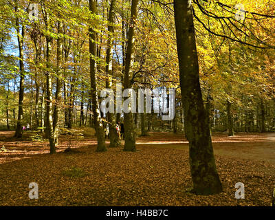 Deutschland, Oberbayern, Beech grove Stockfoto