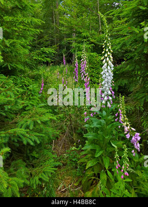 Deutschland, Oberbayern, Forstenrieder Park in der Nähe von München, lila Fingerhut Stockfoto