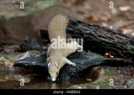 Grau-bellied Eichhörnchen (Callosciurus Caniceps) trinken, Kaeng Krachan National Park, Phetchaburi, Thailand Stockfoto