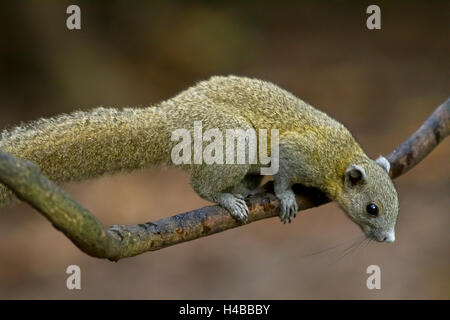 Grau-bellied Eichhörnchen (Callosciurus Caniceps) auf Ast, Kaeng Krachan National Park, Phetchaburi, Thailand Stockfoto
