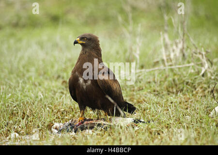 Hybrid Milan weiblich, Hybrid der Rotmilan (Milvus Milvus) und Schwarzmilan (Milvus Migrans) mit Beute, Allgäu, Bayern, Deutschland Stockfoto