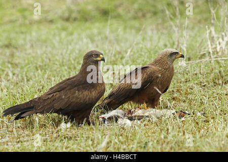 Hybrid-Milan-weiblich, hybride rote Milane (Milvus Milvus) und Schwarzmilane (Milvus Migrans) links und männlich Rotmilan (Milvus Stockfoto