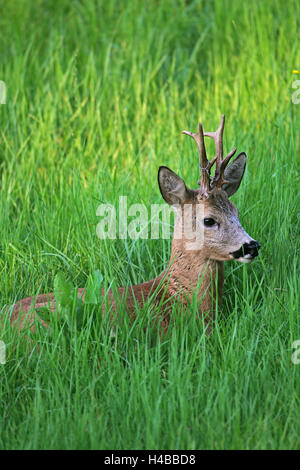 Reh (Capreolus Capreolus), Drahtschlinge im Geweih, liegend in den Rasen, Niederösterreich, Österreich Stockfoto