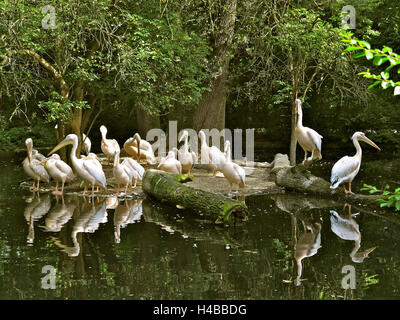 Deutschland, Oberbayern, München, Hellabrunn Zoo Stockfoto