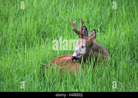 Reh (Capreolus Capreolus), Drahtschlinge im Geweih, liegend in den Rasen, Niederösterreich, Österreich Stockfoto