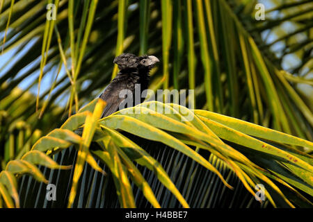 Nut-billed Ani (Crotophaga Sulcirostris), zweiköpfige Tier, eigentümliche, Corozal Bezirk, Belize Stockfoto