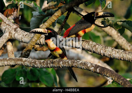 Zwei bunte Halsband Aracaris (Pteroglossus Manlius), Cayo District, Belize Stockfoto