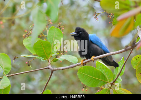 Yucatan Jay (Cyanocorax Yucatanicus), thront, Crooked Tree Wildlife Sanctuary, Belize Stockfoto