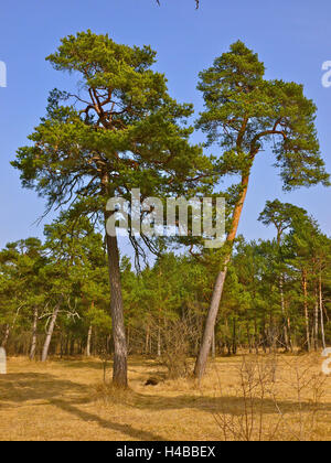 Deutschland, Oberbayern, Pupplinger Au in der Nähe von Wolfratshausen Stockfoto