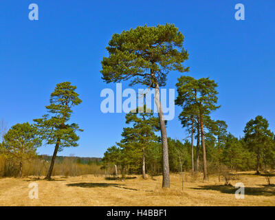 Deutschland, Oberbayern, Pupplinger Au in der Nähe von Wolfratshausen Stockfoto