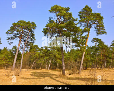Deutschland, Oberbayern, Pupplinger Au in der Nähe von Wolfratshausen Stockfoto