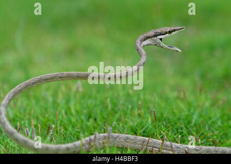 Grüne Ranke Schlange (Oxybelis aeneus), Corozal Bezirk, Belize Stockfoto