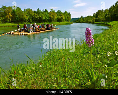Deutschland, Oberbayern, Pupplinger Au in der Nähe von Wolfratshausen, militärische Orchidee Stockfoto