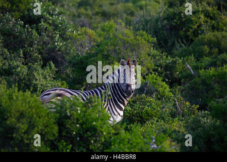 Ebenen Zebra (Equus Quagga Burchelli) stehen in Büschen, Burchell Zebra, Addo Elephant National Park, Südafrika Stockfoto