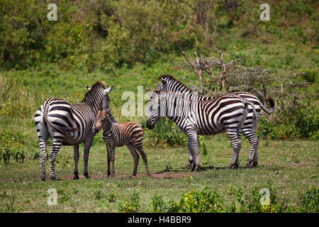 Zebra-Familie (Equus Quagga) einschließlich Mutter mit Jungtier, Arusha National Park, Tansania Stockfoto