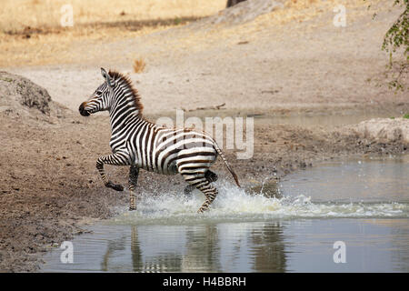 Young Ebenen Zebra (Equus Quagga) running out of Water, Tarangire Nationalpark, Tansania Stockfoto