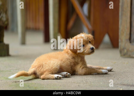 Welpe Hund auf dem Boden liegend (Canis Lupus Familiaris), juvenile, Finca Il Peperoncino, Provinz Manabi, Ecuador Stockfoto