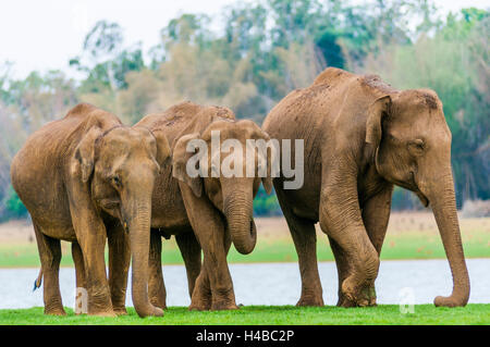 Familie des asiatischen Elefanten oder indischen Elefanten (Elephas Maximus), Kabini Fluß, Nagarhole Nationalpark, Karnataka, Indien Stockfoto