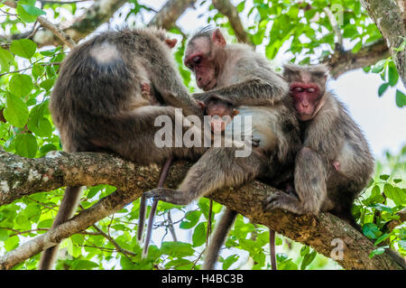 Rhesus-Makaken (Macaca Mulatta) auf Ast, Entlausung gegenseitig Mudumalai Nationalpark und Naturschutzgebiet Stockfoto