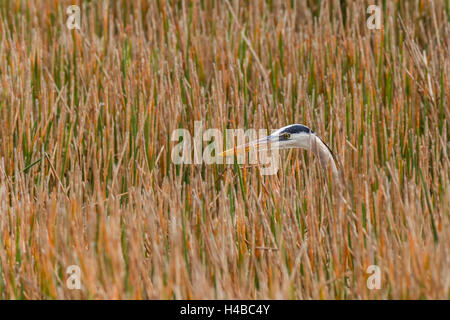 Graureiher (Ardea Cinerea) versteckt in den hohen grass, Schilf, Everglades, Florida, USA Stockfoto