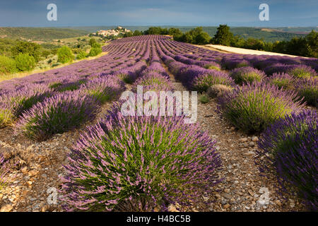 Blühende Lavendel (Lavandula Angustifolia) Feld, Dorf Entrevennes hinter, Alpes-de-Haute-Provence Stockfoto