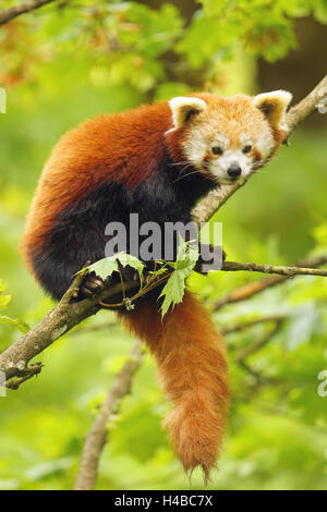 Roter Panda (Ailurus Fulgens) sitzt im Baum, gefangen Stockfoto