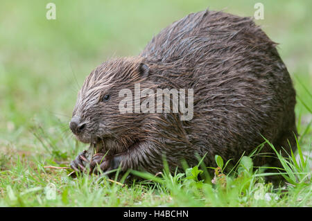 Europäischer Biber (Castor Fiber) isst ein Willow Zweig, Tirol, Österreich, Europa Stockfoto