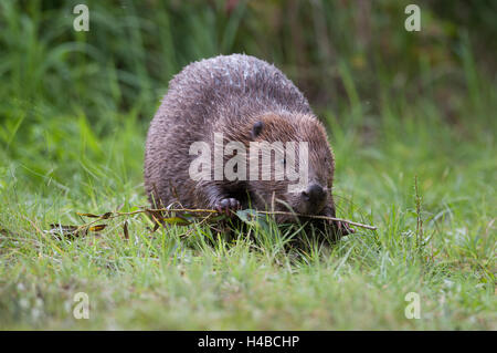 Europäischer Biber (Castor Fiber) isst ein Willow Zweig, Tirol, Österreich, Europa Stockfoto