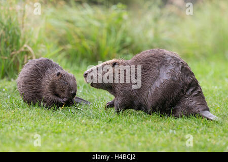 Europäischer Biber (Castor Fiber) mit Jugendkriminalität, Tirol, Österreich, Europa Stockfoto