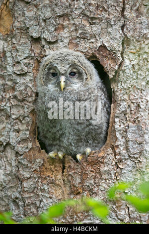 Junge Habichtskauz, (Strix Uralensis), Blick vom Verschachtelung Höhle, Bayern, Deutschland Stockfoto