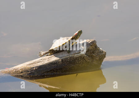 Juvenile rot-eared Slider, (ist Scripta Elegans), sonnen sich im Rio Grande Nature Center State Park, Albuquerque, New Mexico. Stockfoto