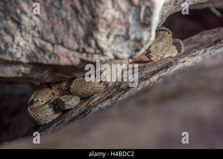 Männliche gebändert Felsen-Klapperschlange, (Crotalus Lepidus Klauberi), Magdalena Berge, New Mexico, USA. Stockfoto