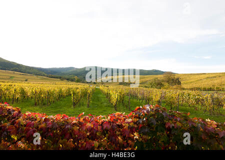 Weinberge im Elsass Stockfoto