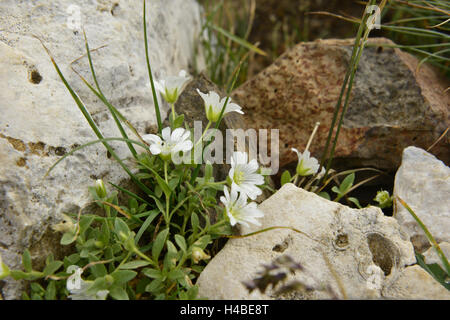 Alpine Hornkraut Cerastium alpinum Stockfoto